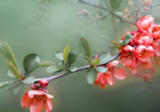 网易信息流广告投放技巧有哪些？网易代理商电话是多少？