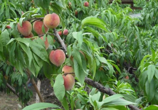 汽车行业在vivo商店广告投放效果怎么样？