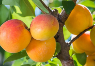 华为推广：如果不上市，可能称霸全球