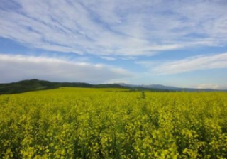 新浪开户投放有什么技巧？新浪信息流开户流程。