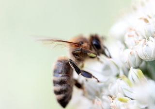智慧树广告投放技巧有哪些？智慧树跑饮料成本有多少？