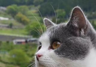 wps广告投放有哪些案例？