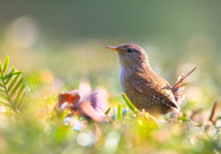 酷狗现在跑能源返点多少？酷狗代理商电话是多少？
