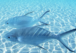 全民K歌信息流广告怎么做？全民K歌广告账户怎么开通？