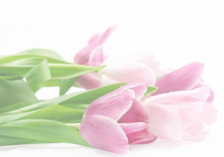 宝宝树现在跑什么广告效果好？宝宝树网赚能投放广告吗？