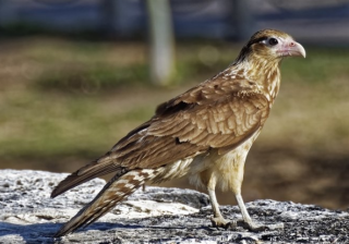 芒果TV视频广告优惠活动有哪些?芒果TV广告怎么做？