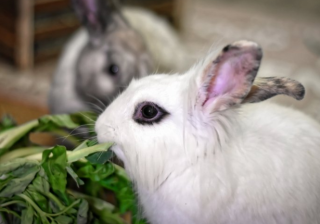 芒果TV广告怎么收费？芒果TV视频广告客服电话是多少?