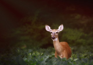 keep多少钱可以投放广告?keep跑医药返点多少？