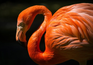 支付宝多少钱可以开户？支付宝跑游戏直播注册表单成本多少？