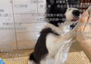 宠物品牌广告怎样借助哔哩哔哩达人推广营销？