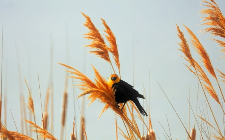 陌陌多少钱可以开户？陌陌跑二手车成本多少？