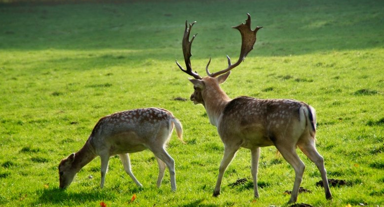 美图信息流推广账户怎么操作?美图跑皮带广告下单成本多少?