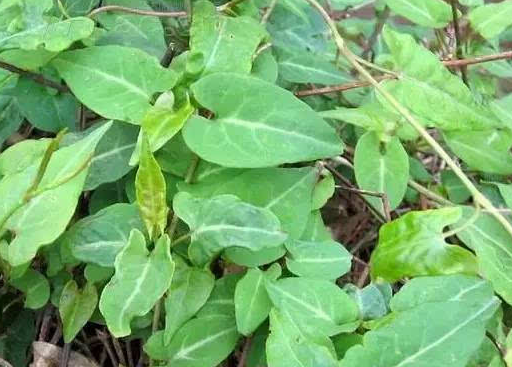 什么是oppo推广？推广有什么政策吗？