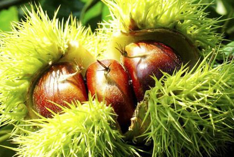 如何应对海外小米广告引发的争议？