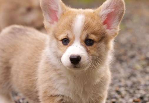 魅族推广怎么收费？在广州棋牌行业好不好做?