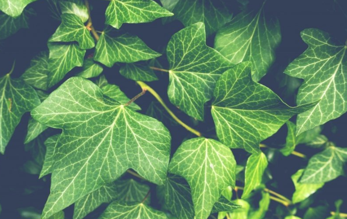 酷狗广告怎么投放?酷狗现在跑绳索返点多少？