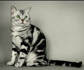 猎豹推广什么渠道好?不太可能涉嫌侮辱他人的智商。