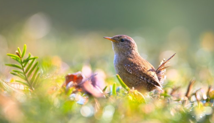 酷狗现在跑能源返点多少？酷狗代理商电话是多少？