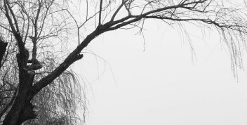 WPS现在跑直播效果好吗？成本是多少？