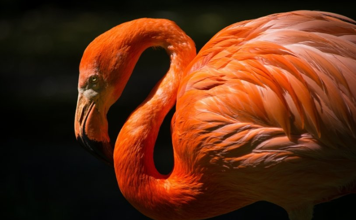 支付宝多少钱可以开户？支付宝跑游戏直播注册表单成本多少？