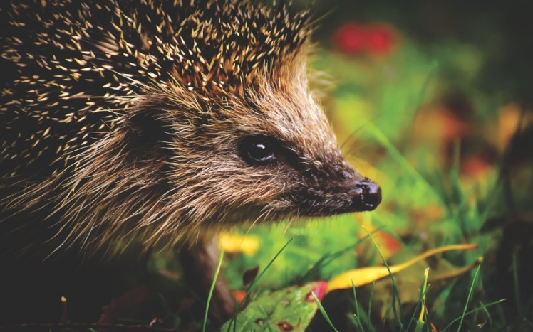 YouTube现在跑帽子成本多少？YouTube现在开户需要多少钱？