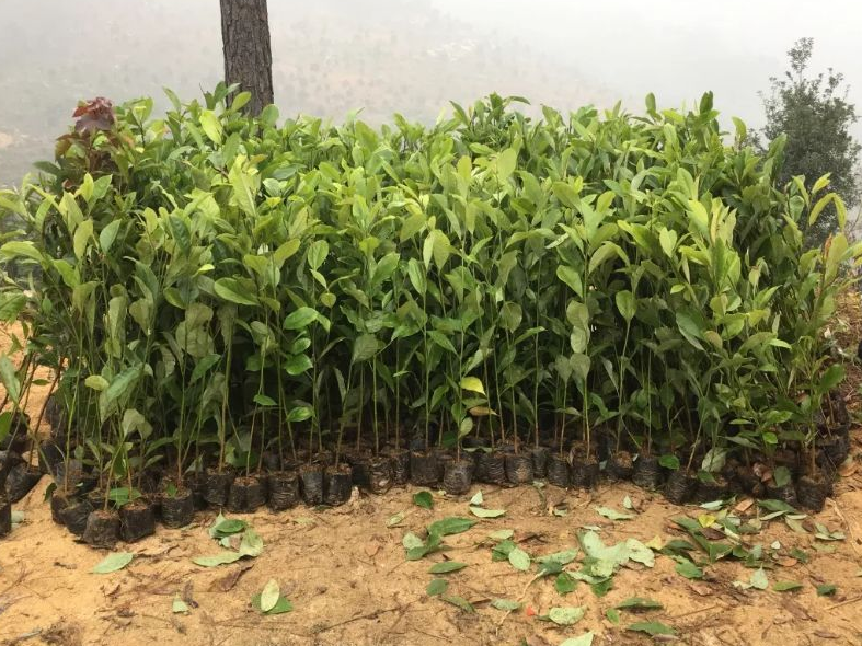 美图广告开户找哪里？全国有多少公司能做美图推广？