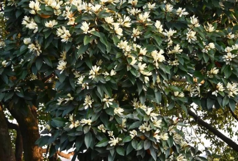 美图广告开户找哪里？全国有多少公司能做美图推广？